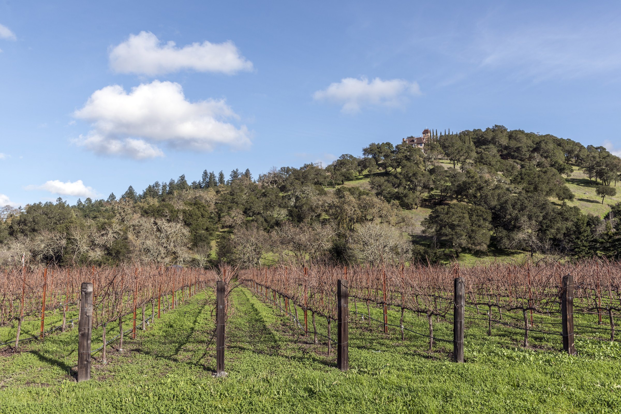 Napa Valley vineyard rows below an oak-covered hillside estate