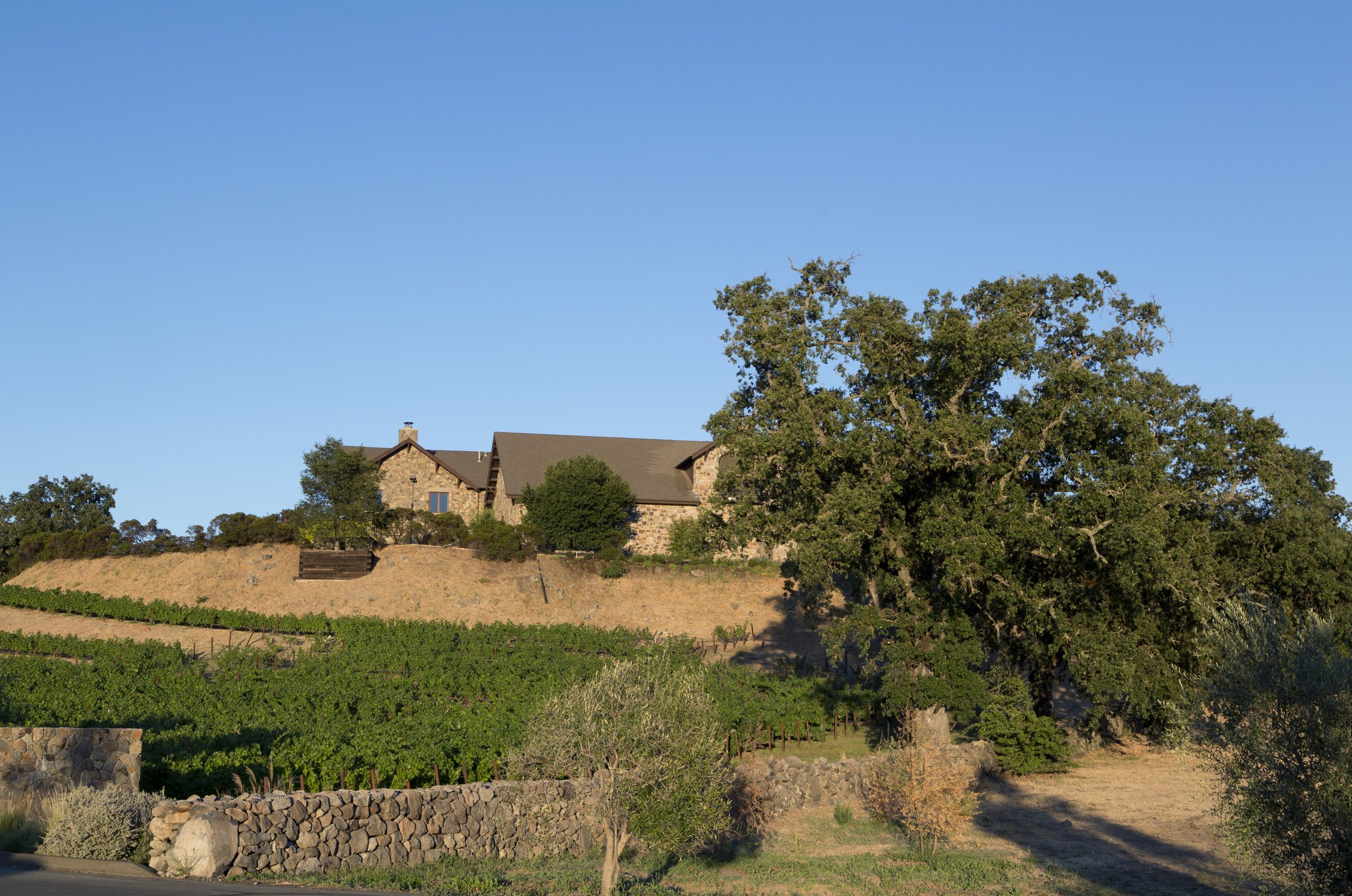 A Sonoma County hillside winery above vineyard rows, shaded by a mature valley oak